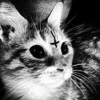 Death Vessel圖片照片_Death Vessel