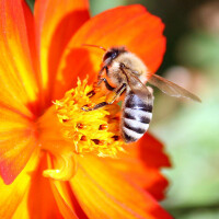 Bees圖片照片_Bees