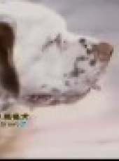 鑽石夜總會最新一期線上看_全集完整版高清線上看_好看的綜藝