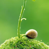 Nature圖片照片_Nature