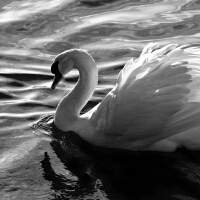Swan圖片照片_Swan