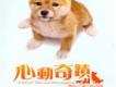 心動奇蹟 瑪麗和三隻小狗的故事歌曲歌詞大全_心動奇蹟 瑪麗和三隻小狗的故事最新歌曲歌詞