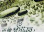 班德夢花園1專輯_張璐班德夢花園1最新專輯