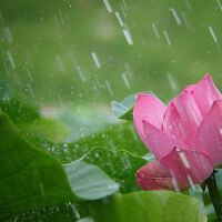 雨觀圖片照片_雨觀