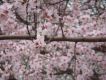 破音 桃花樓圖片照片_破音 桃花樓
