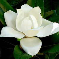 Magnolia圖片照片_Magnolia