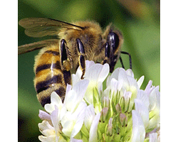 Bees圖片照片_Bees