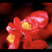 花兒