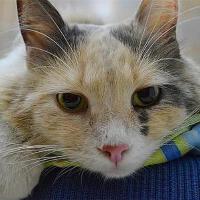 小尾巴貓圖片照片_照片寫真