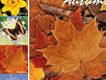 Autumn 秋