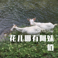 花兒哪有阿妹俏