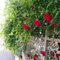 紅薔薇&陳岩圖片照片_紅薔薇&陳岩