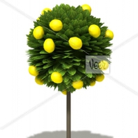 Lemon Tree圖片照片_Lemon Tree