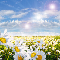 陽光花兒圖片照片_陽光花兒