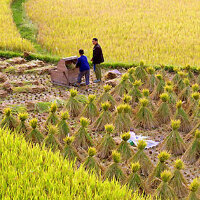 the Harvest Minister圖片照片_the Harvest Minister