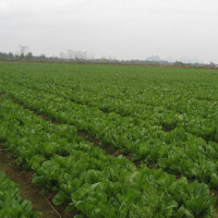大頭菜桑圖片照片_大頭菜桑