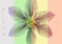 Bloom專輯_The Morning BirdsBloom最新專輯