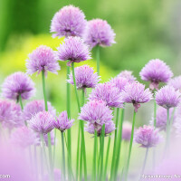 花圖片照片_花