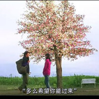 水木花圖片照片_水木花