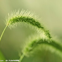 小草圖片照片_小草