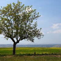 Arbol圖片照片_Arbol
