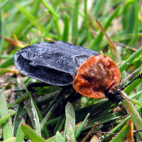 Insect Guide圖片照片_Insect Guide