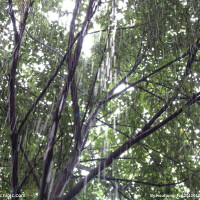 大雨圖片照片_大雨