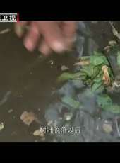 為你而歌最新一期線上看_全集完整版高清線上看_好看的綜藝