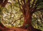 Escape the Concrete Jungle | Stress Relief Music專輯_Study Music LibraryEscape the Concrete Jungle | Stress Relief Music最新專輯