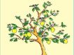Lemon Tree圖片照片