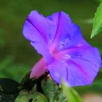 MORNING GLORY圖片照片_MORNING GLORY