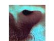 Meddle