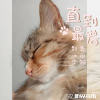 毛司瀚歌曲歌詞大全_毛司瀚最新歌曲歌詞