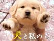 犬と私の10の約束 與狗狗的10個約定