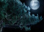 Tree Star Moon
