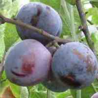 Plum圖片照片_Plum