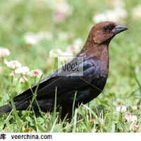 Cowbird圖片照片_Cowbird