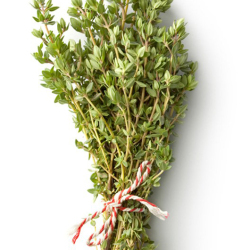THYME圖片照片_THYME