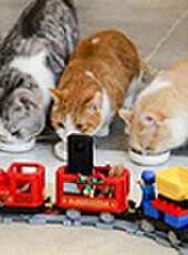 花花與三貓CatLive 2019最新一期線上看_全集完整版高清線上看_好看的綜藝