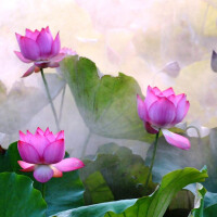霧裡看花圖片照片_霧裡看花