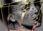 Dream Baby Dream專輯_SuicideDream Baby Dream最新專輯