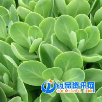 言景天圖片照片_言景天