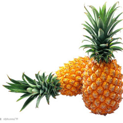 Pineapple圖片照片_Pineapple