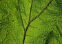 Tree House專輯_Michael M. FullerTree House最新專輯