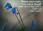 TCHAIKOVSKY, P.I.: Piano Music - 12 Morceaux / Sou專輯_Mami ShikimoriTCHAIKOVSKY, P.I.: Piano Music - 12 Morceaux / Sou最新專輯