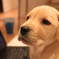 Labrador圖片照片_Labrador