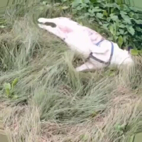 陳京蕊圖片照片_陳京蕊