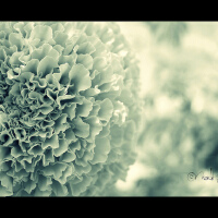 MORNING GLORY圖片照片_MORNING GLORY