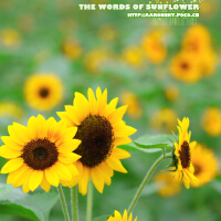 Flower Of Sun圖片照片_照片寫真