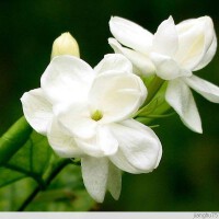 茉莉圖片照片_茉莉